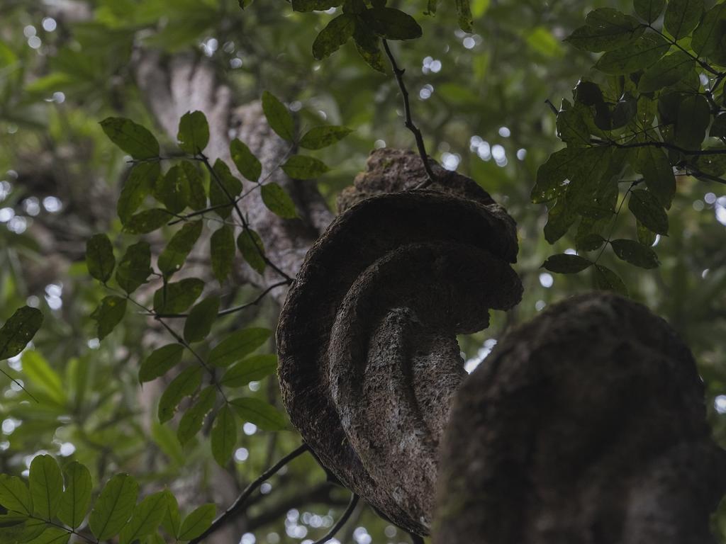 Sinharaja Hostel Deniyaya Zewnętrze zdjęcie